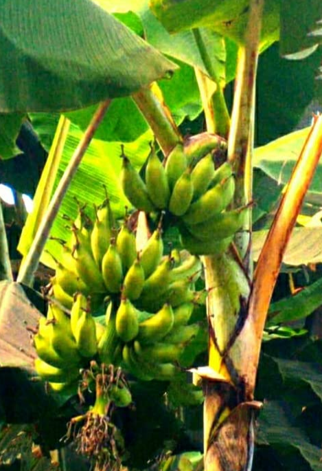 Pisang Telor (Kerinci) 小苗 希少バナナ苗 Banana TC Green - Fruit